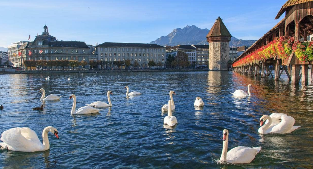 Image of Swans in Lake Lucerne, Switzerland